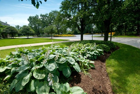 College Landscape Beds