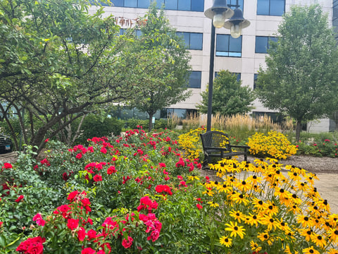 Commercial Flowers near a bench