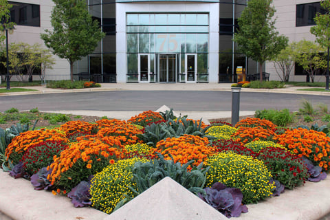 Commercial Fall Mums