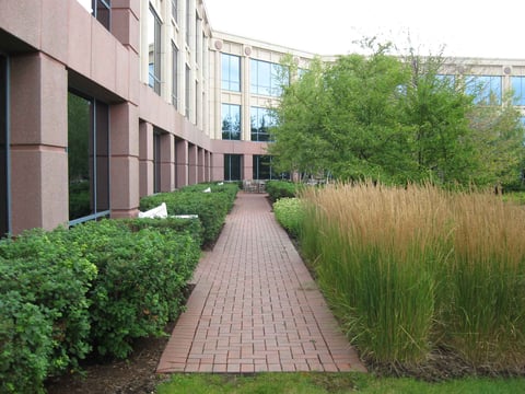 commercial-Shrubbery-paver -Path-Reed-Grass
